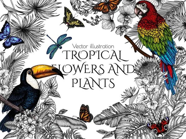 Ilustração Vetorial Tucano Papagaio Arara Jardim Tropical Com Borboletas Estilo — Vetor de Stock