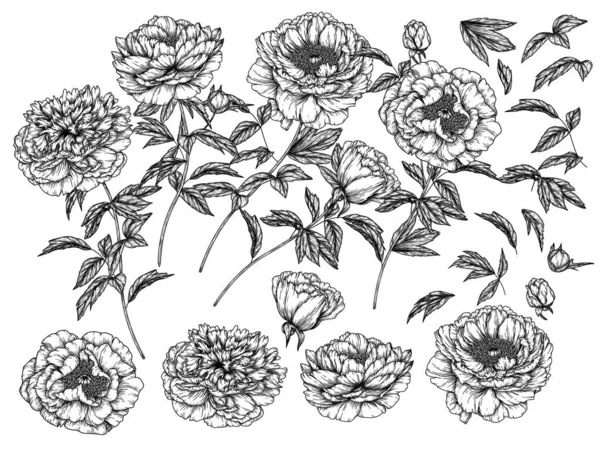 Vector Set Elements Flowers Leaves Buds Peonies Style Engraving — Stock Vector