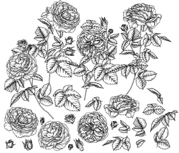 Векторний Набір Елементів Квітів Листя Бутонів Чайної Троянди Стилі Гравюри — стоковий вектор