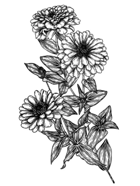 Vector Illustration Zinnia Flower Engraving Style — Stock Vector
