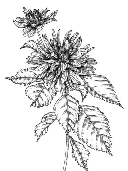 彫刻スタイルにおけるダリアの花のベクトルイラスト — ストックベクタ