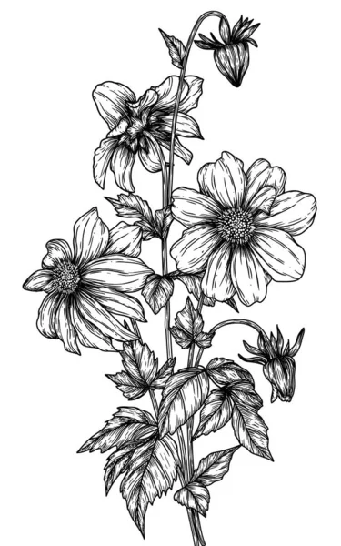 Ilustración Vectorial Arbusto Flores Dalia Estilo Grabado — Archivo Imágenes Vectoriales
