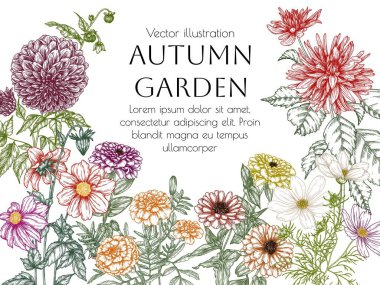  Sonbahar çiçeklerinin vektör çizimi. Dahlia, kozmos, zinnia, oymacılık tarzında kadife çiçeği.