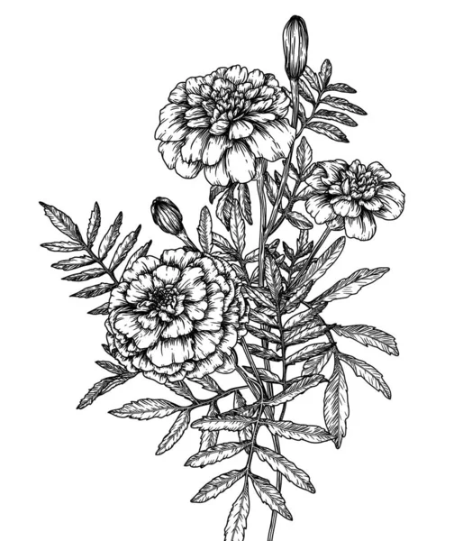 Vector Illustration Bush Marigold Flowers Engraving Style — Stock Vector