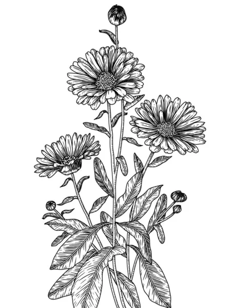 Vector Illustratie Van Calendula Bloemen Graveerstijl — Stockvector
