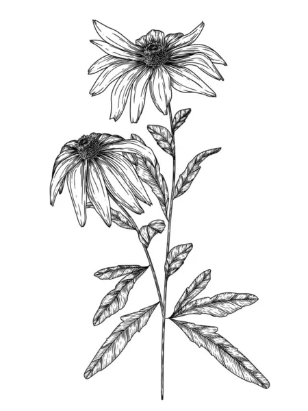 Векторна Ілюстрація Квітів Рудбекії Стилі Гравюри — стоковий вектор