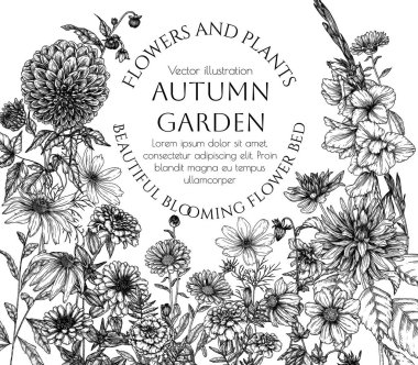  Vektör çerçeveli sonbahar bahçesi. Dahlia, kozmos, zinnia, marigold, calendula, rudbeckia, gladiolus in gravür stili