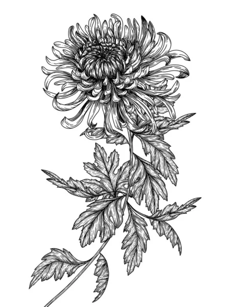 彫刻スタイルにおける菊花のベクトルイラスト — ストックベクタ