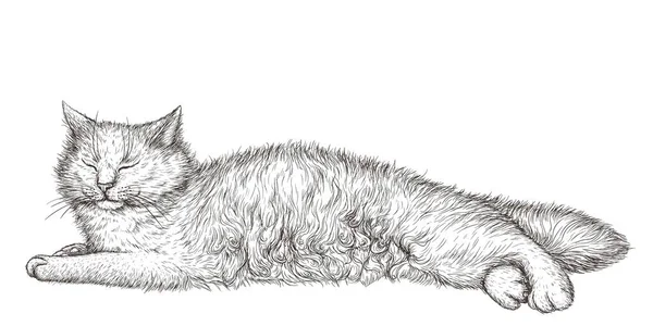 Vector Illustration Sleeping Fluffy White Cat Engraving Style — Stock Vector