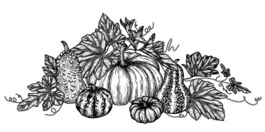   Oyma tarzında 5 farklı balkabağından oluşan bir çalılığın vektör çizimi