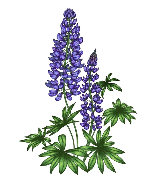 Vector illustration of purple lupine flower in engraving style