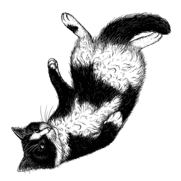 Vektor Ilustrasi Dari Kucing Hitam Dan Putih Dalam Gaya Engraving - Stok Vektor