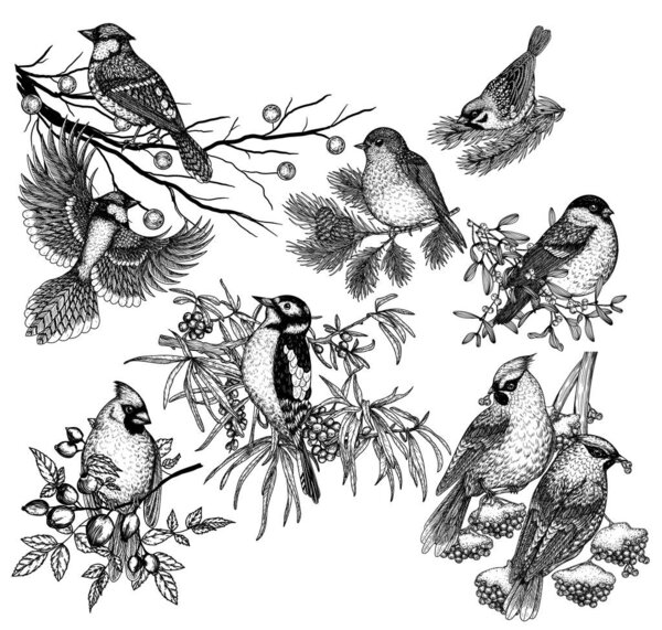  Vector set of 9 winter birds on branches. Waxwing, robin, bullfinch, red cardinal, sparrow, woodpecker and blue jay in engraving style