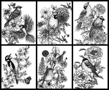 Çiçekli kuşların olduğu 6 posterden oluşan bir vektör seti. Mavi alakarga, serçe, kırmızı kardinal, ispinoz, ağaçkakan, balmumu, oymacılık stilinde robin