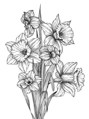  Nergis çiçekleri oymacılık tarzında vektör çizimi grafiği