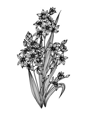  Scilla 'nın kabartma biçimindeki bir dalının vektör illüstrasyonu