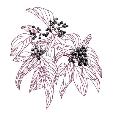  Vector illustration of a branch of wild berries Cornus sanguinea in engraving style clipart