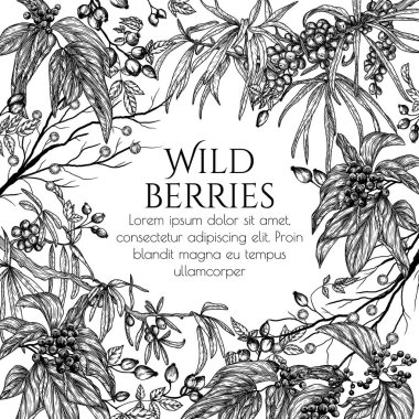  Vector illustration of wild berries in engraving style. Cornus sanguinea, sea buckthorn, rose hips clipart