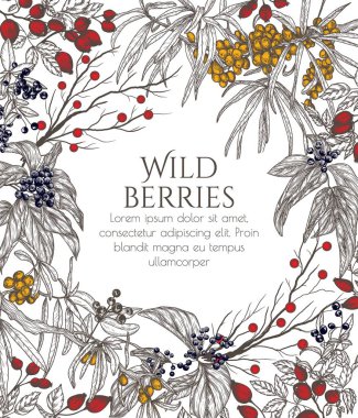  Vector illustration of wild berries in engraving style. Cornus sanguinea, sea buckthorn, rose hips, Ligustrum  clipart