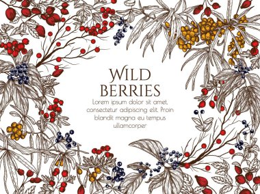  Vector illustration of wild berries in engraving style. Cornus sanguinea, sea buckthorn, rose hips, ligustrum, hawthorn clipart