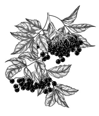  Yaban mersini dalının oymacılık tarzında vektör çizimi