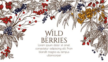  Vector illustration of wild berries in engraving style. Cornus sanguinea, sea buckthorn, rose hips, ligustrum, hawthorn, elderberry clipart