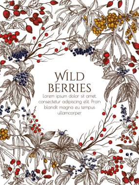  Vector illustration of wild berries in engraving style. Cornus sanguinea, sea buckthorn, rose hips, ligustrum, hawthorn, elderberry, paris quadrifolia, lily of the valley berries clipart