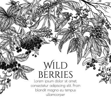  Vector frame of wild berries in engraving style. Cornus sanguinea, sea buckthorn, rose hips, ligustrum, hawthorn, elderberry, paris quadrifolia clipart