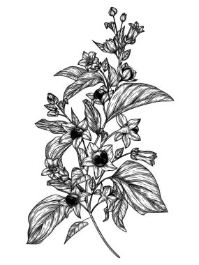  İşleme biçiminde belladonna dalının vektör illüstrasyonuName