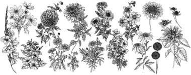  16 sonbahar çiçeğinin vektör seti. Dahlia, kozmos, zinnia, marigold, calendula, rudbeckia, gladiolus, datura, eryngium, allium, chrysanthemum, lobelia