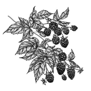  İşleme tarzında bir böğürtlen dalının vektör illüstrasyonu