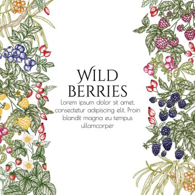  Ormanın yenilebilir meyvelerinin vektör çizimi. Çilek, gül kalçası, deniz dikeni, ahududu, böğürtlen, yaban mersini, yaban mersini