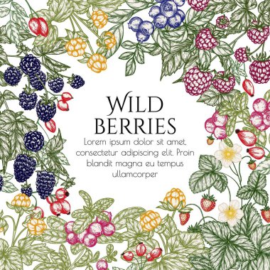  Ormanın yenilebilir meyvelerinin vektör çizimi. Çilek, gül kalçası, ahududu, böğürtlen, yaban mersini, böğürtlen,