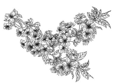  Gravür biçiminde doğrusal kiraz çiçeği dalının vektör illüstrasyonu