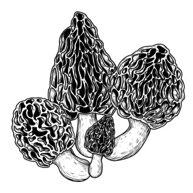  İşleme tarzında morel mantarı çalılarının vektör çizimi