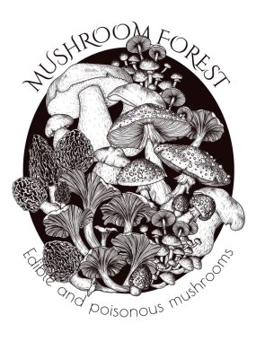  Yenilebilir ve zehirli orman mantarlarından oluşan bir çalılığın vektör çizimi. Chanterelles, porcini mantarı, bal mantarı, sinek mantarı, morel.