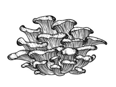  Oyma tarzında istiridye mantarlarının vektör çizimi