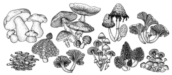  Orman yenilebilir ve zehirli mantarların 10 çiziminden oluşan bir vektör kümesi. Sinek mantarı, mantar, mantar, ballı mantar, morel, bambu, kaput, Coprinus koması, istiridye mantarı.