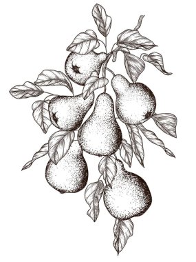  İşleme biçiminde bir armut dalının vektör illüstrasyonu