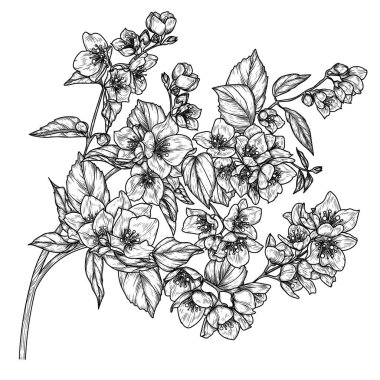  Kabartma tarzında çiçek açan yasemin dalının vektör illüstrasyonu