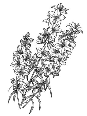  İşleme tarzında bir platycodon campanula buketinin vektör çizimi