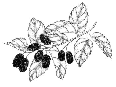  İşleme tarzında dut dalının vektör illüstrasyonu