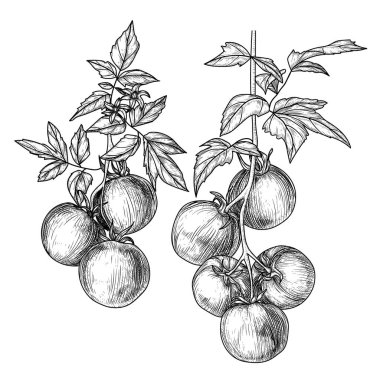  İşleme tarzında yaprakları ve çiçekleri olan iki kiraz domatesinin vektör çizimi