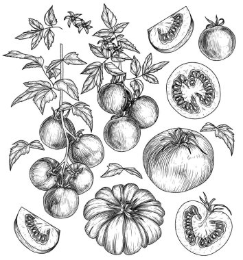  Domates seti. Çeri domatesli, yapraklı, domatesli, yarısı dilimlenmiş.