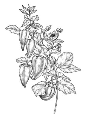  Kabartma tarzında yapraklı ve çiçekli biber dalının vektör çizimi