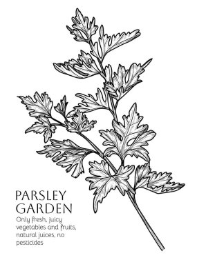  İşleme tarzında maydanoz dalının vektör illüstrasyonu