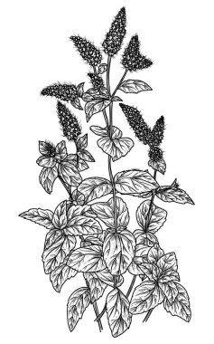  İşleme tarzında çiçek açan bir nane çalısının vektör çizimi