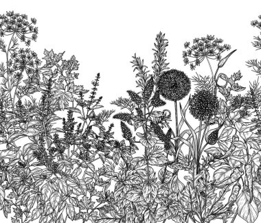  Kusursuz yatay vektör desenli bahçe. Yeşiller ve baharatlar. Sarımsak, biber, dereotu, maydanoz, biberiye, kırmızı fesleğen, nane, roka