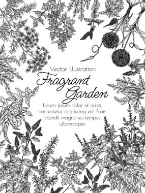  Vektör illüstrasyon güzel kokulu bahçe. Bitkiler ve baharatlar. Sarımsak, biber, dereotu, maydanoz, biberiye, kırmızı fesleğen, nane, roka