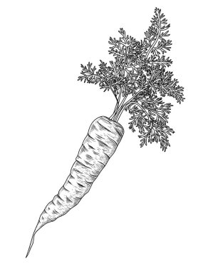  İşleme tarzında havucun vektör çizimi